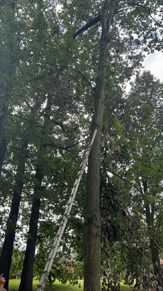 A ladder leaning against a tall tree with dense foliage; a black cat is perched high in the branches.