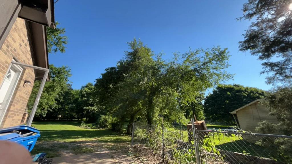 Backyard view with a tree, blue sky, and a chain-link fence. A house and blue recycling bin are visible on the left.