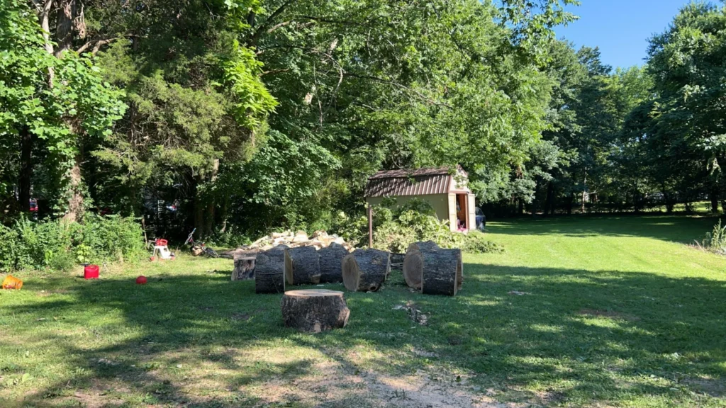 A backyard with tree stumps, a small shed, and scattered logs. The area is surrounded by leafy trees under a clear blue sky.