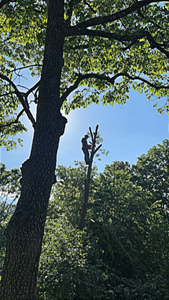 A person stands atop a tall tree trunk against a blue sky, surrounded by greenery.