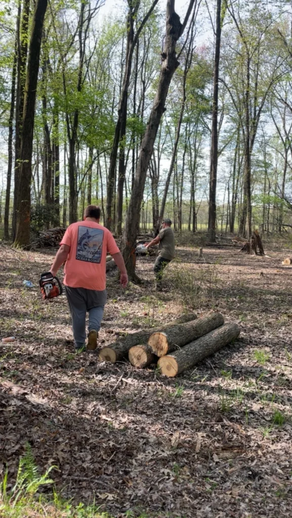 Two people cutting and carrying logs in a wooded area, using chainsaws on a sunny day.