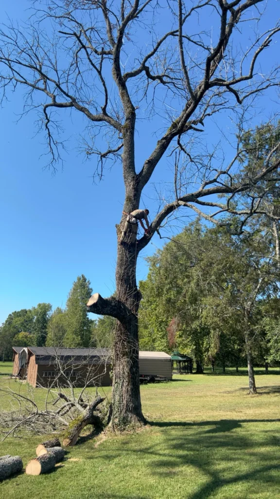 Person climbing a tall tree in a grassy area with several cut branches. A wooden shed and trailer are visible in the background under a clear blue sky.