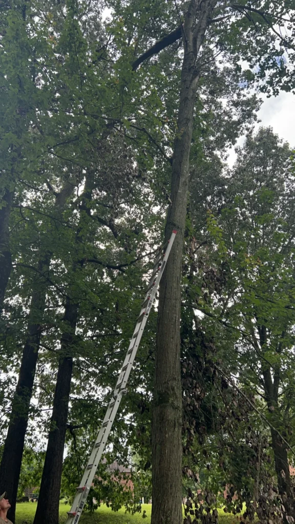 A long ladder leaning against a tall tree outdoors under a cloudy sky.