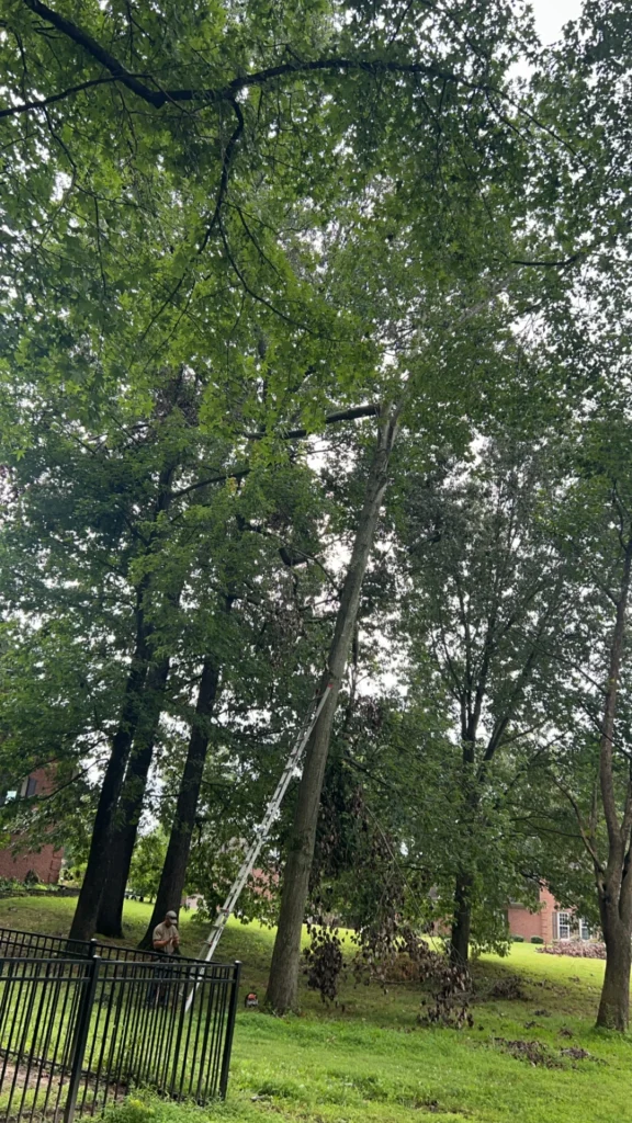 A person stands on a ladder leaning against a tall tree in a park-like setting, with a brick building in the background and a black fence nearby.