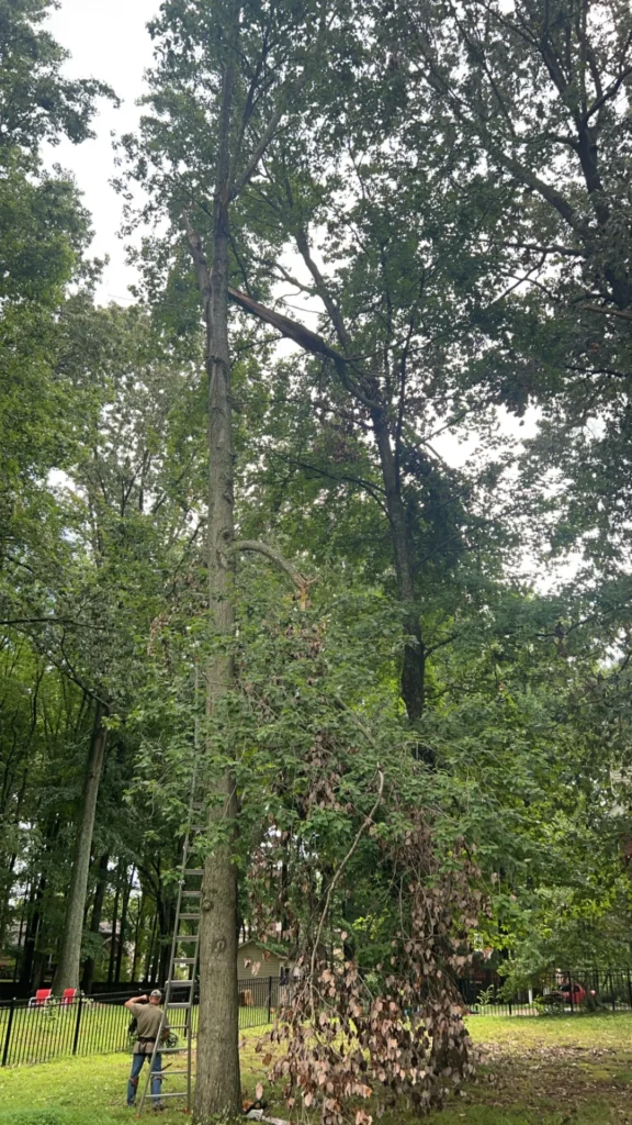 A person stands on a ladder propped against a tall tree, surrounded by dense green foliage in a yard.