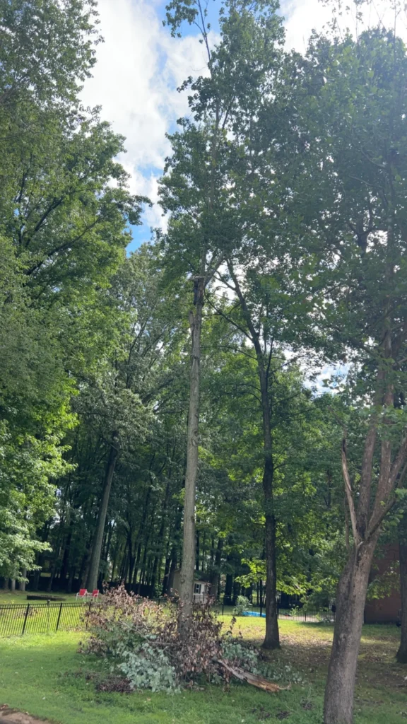 Tall trees in a park with a blue sky above. Fallen branches are collected in a pile on the grass.