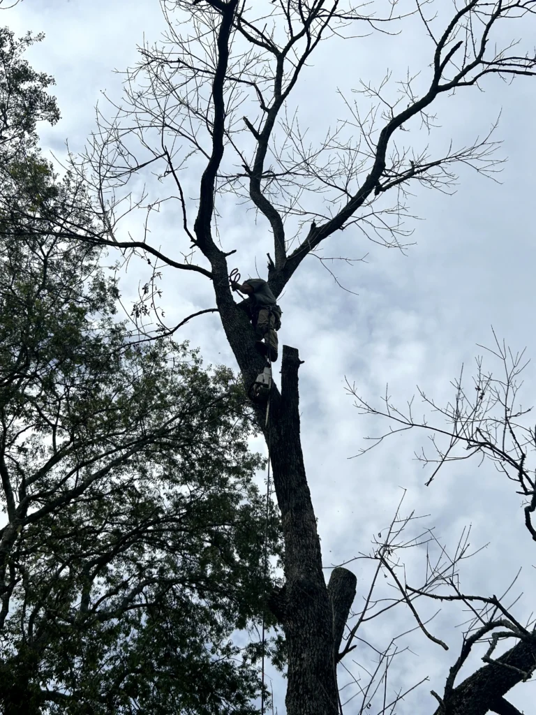 Person climbing a tall, leafless tree against a cloudy sky backdrop. Some leaves are visible on adjacent branches.