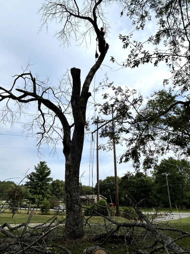 A person is climbing a tree, which is surrounded by cut branches. The background shows utility poles and a grassy area.