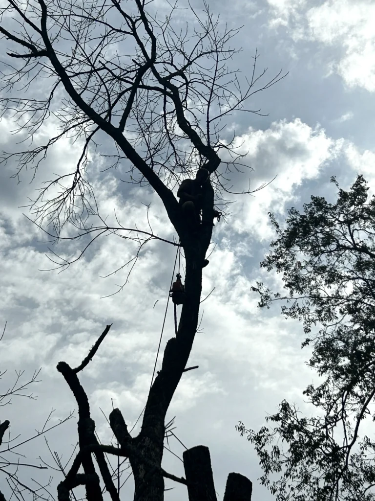 Silhouette of a person climbing a tall tree against a cloudy sky. Some tree branches are cut.