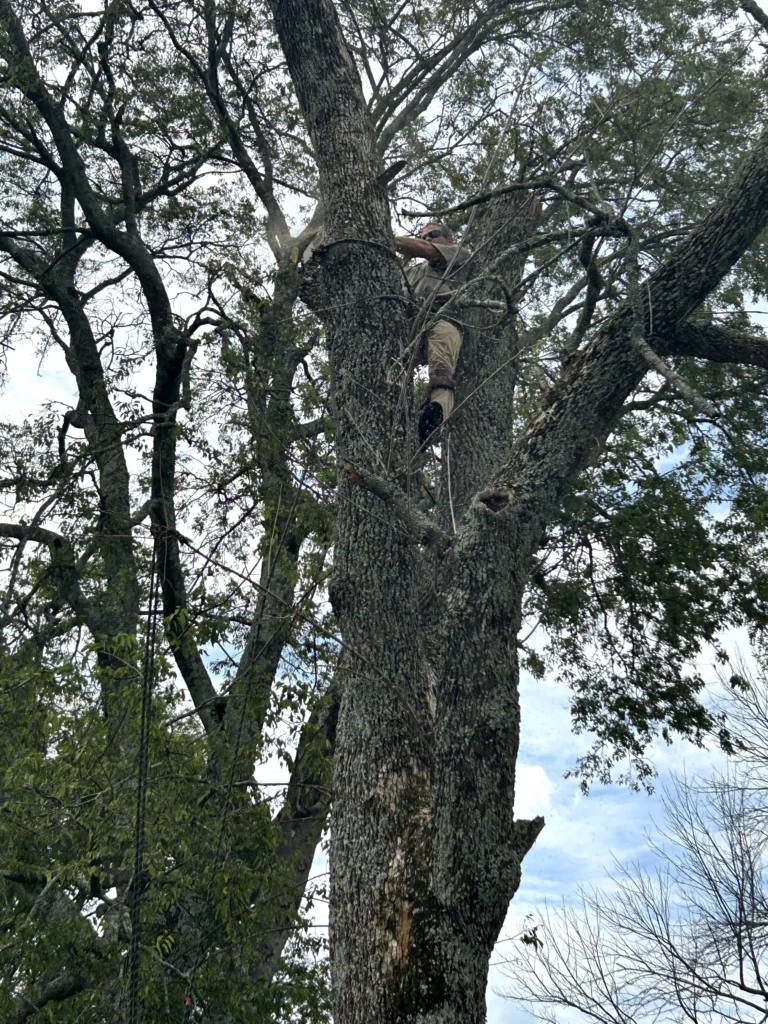 Person climbing a tall tree, surrounded by branches and leaves, under a cloudy sky.