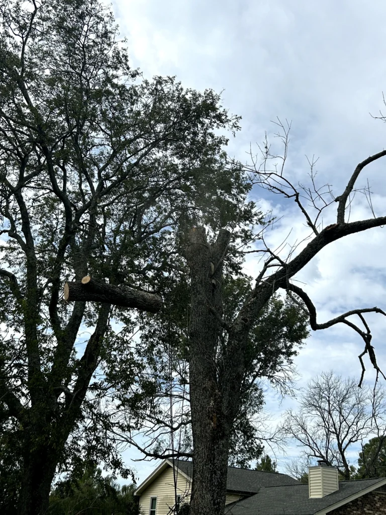 Tree with a large branch recently cut off, standing in front of a house, with other trees and a cloudy sky in the background.