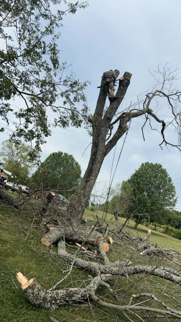 A person is climbing a large tree using ropes and gear. The tree is mostly bare and partially cut, with branches and logs scattered on the ground below.