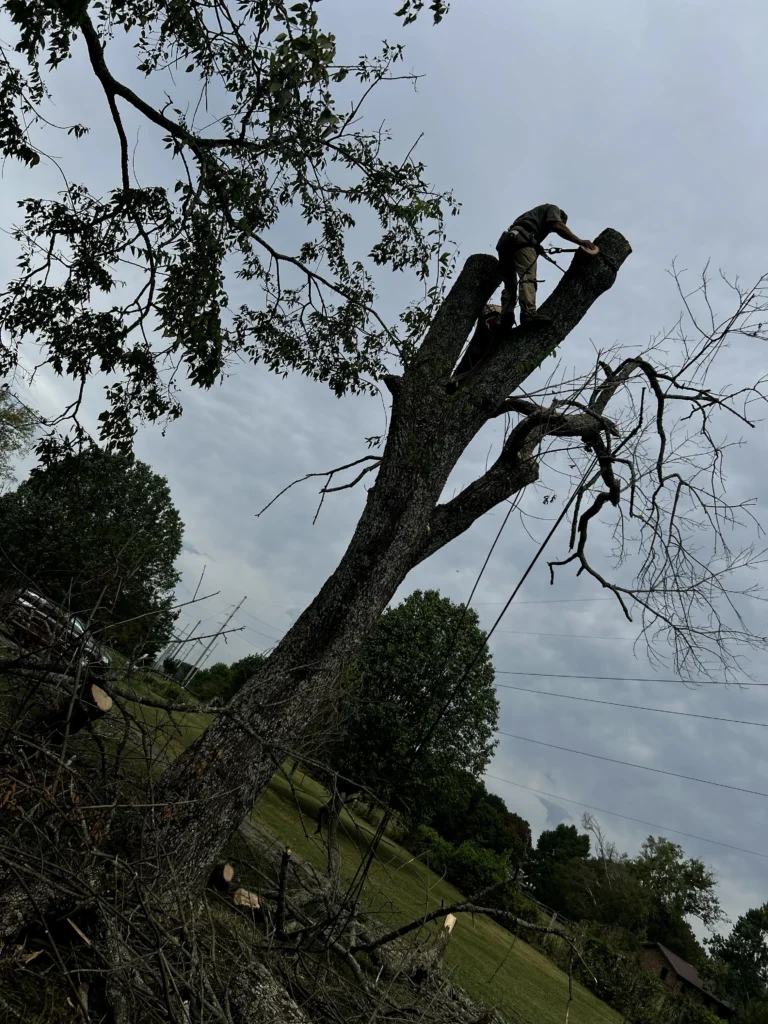 Person cutting branches high in a leafless tree with a saw, surrounded by overcast sky and grassy area.