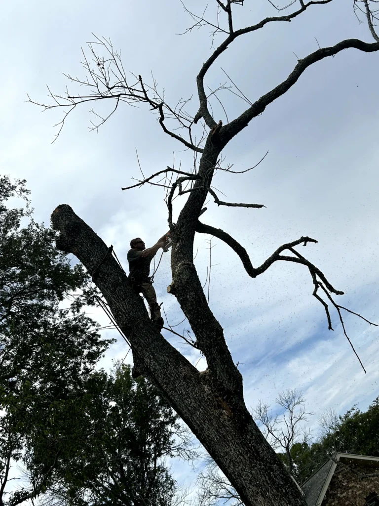 A person climbs a tall, bare tree, holding onto a branch, against a cloudy sky backdrop.