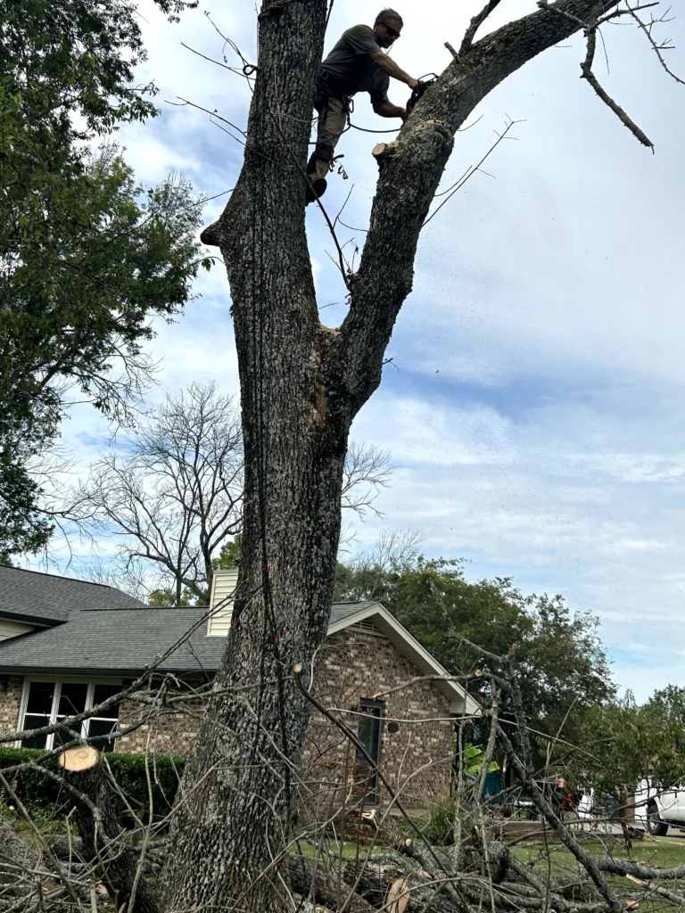 A person is using a chainsaw to cut branches from a large tree in a residential yard with fallen branches below.