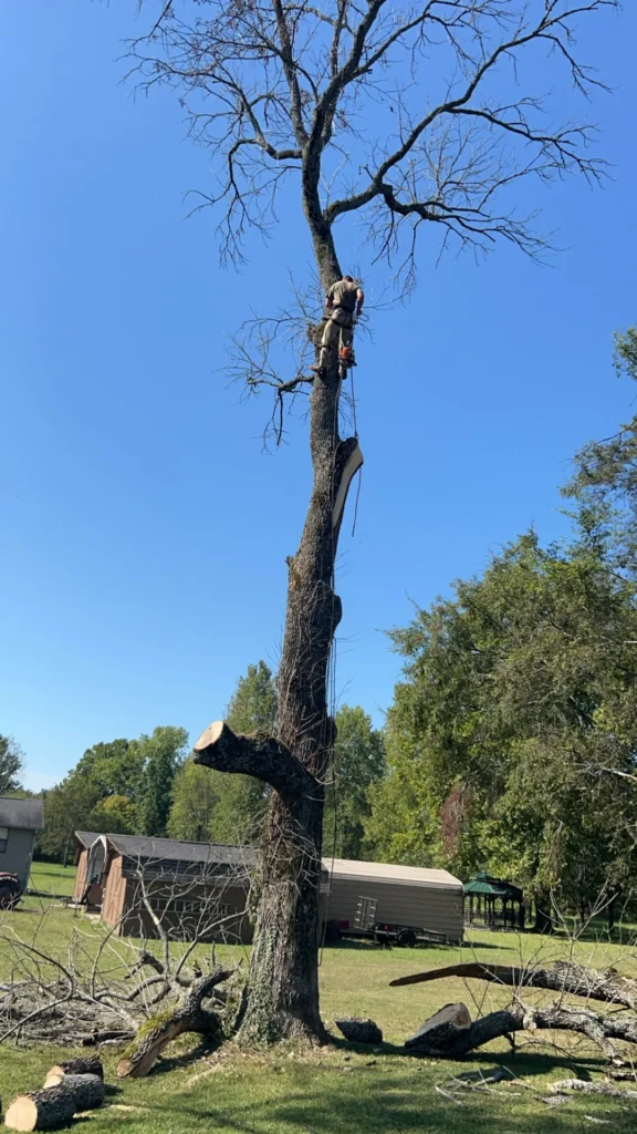 A person is climbing a tall, leafless tree while wearing safety gear, preparing for trimming or removal. Several branches are already cut and lie on the ground.