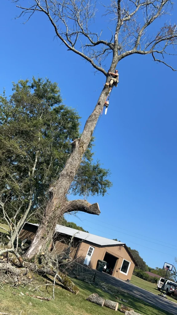 Person using a chainsaw to cut branches from a tall tree. A truck and a house are visible in the background.