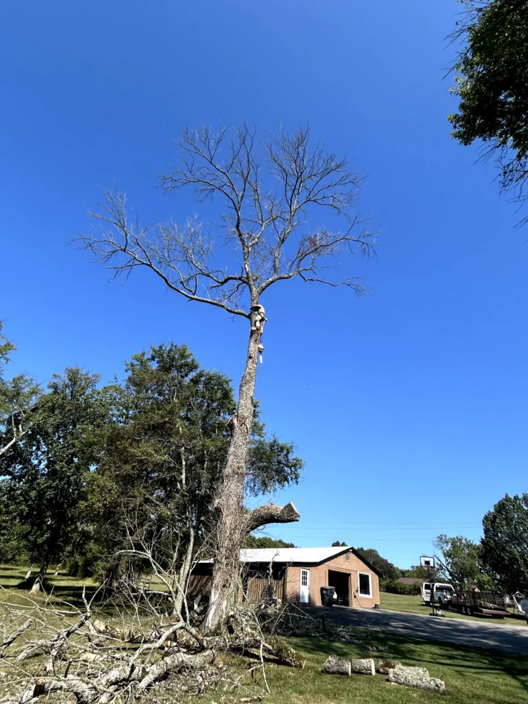 A person is climbing a tall, leafless tree with a wooden building and a clear blue sky in the background.