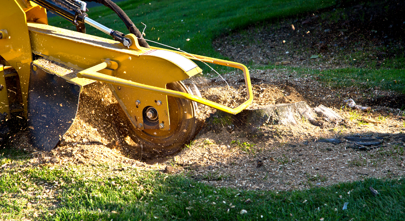 A yellow stump grinder machine grinds a tree stump, scattering wood chips on green grass in a sunlit outdoor setting.