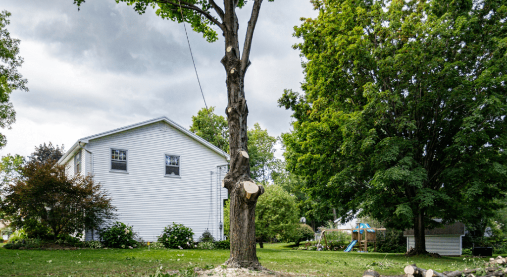 A pruned tree in a backyard with a white house and playset in the background, under a cloudy sky.