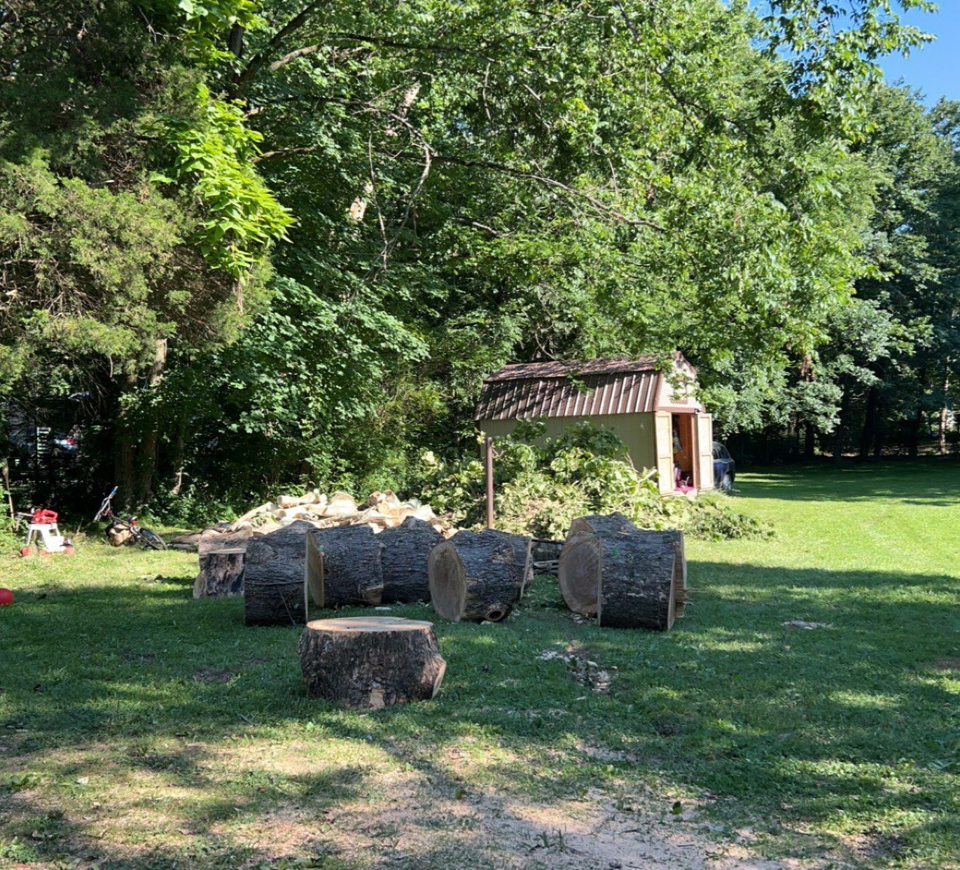 Chopped tree logs on grass with a woodshed and dense trees in the background.