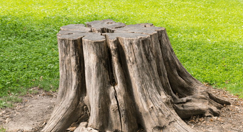 A large tree stump with a weathered appearance sits on a patch of grass.