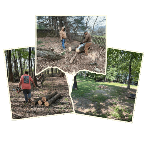 Three photos of people cutting and stacking firewood in a wooded area.