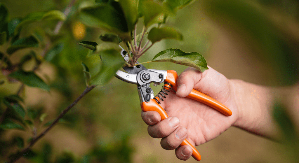 A hand holds orange pruning shears, cutting a small branch with green leaves. best time to prune a tree