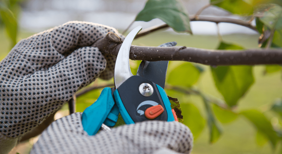 A person wearing gloves uses pruning shears to cut a branch from a tree. best time to prune a tree