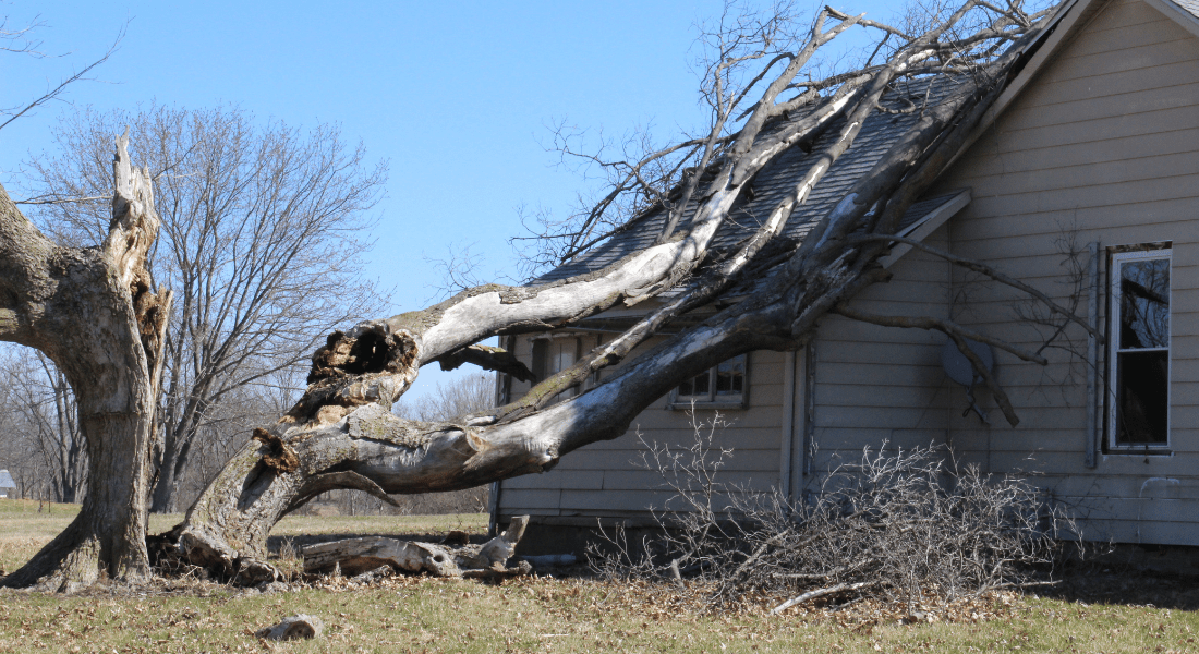 A large tree has fallen on the roof of a house, causing visible damage to the structure. The yard is clear under a blue sky.